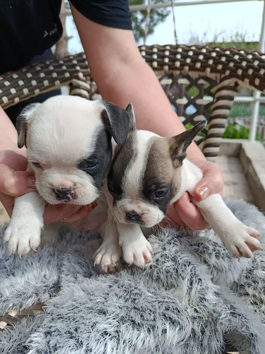 Французские бульдоги