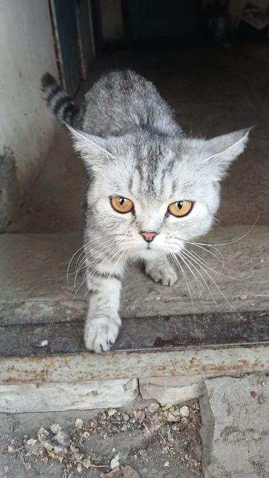 Котята домашние.