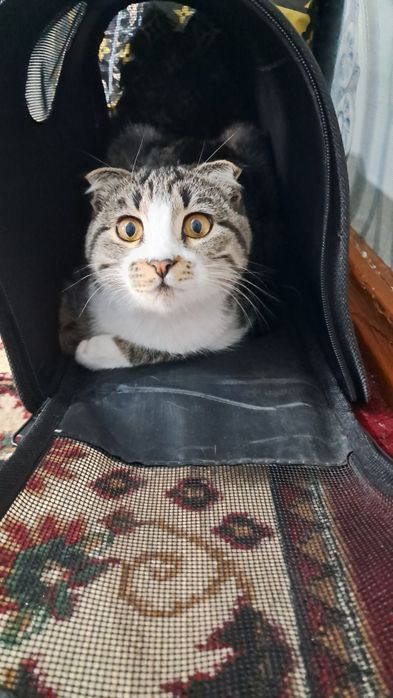 Parodali mushik Juda shirin, aqlli va ozoda mushukcha yangi oilasini k