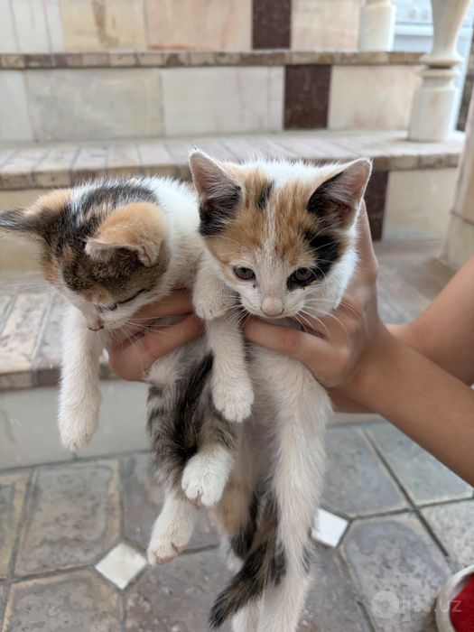 Отдам даром Котят