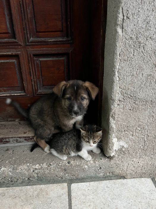 [ПОДАРЯВАМ] Кученце на 2 месеца