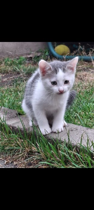 Котята отдам бесплатно