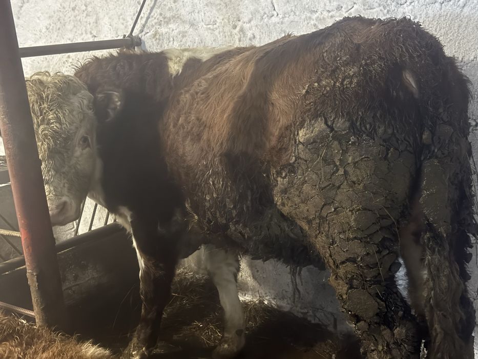 Продам четырёх буков с откорма