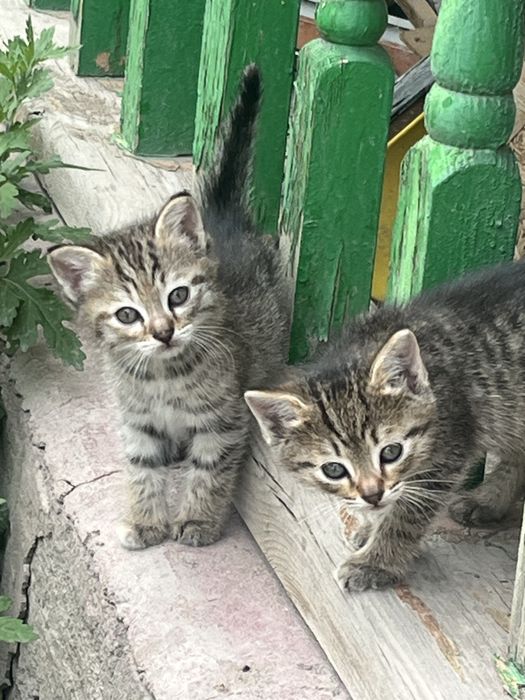 Отдадим в хорошие руки котят