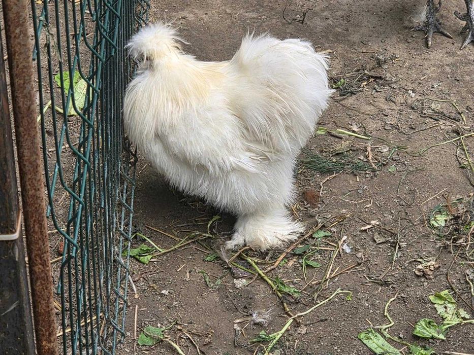 Cocosi de vanzare : Rasa Austrolop, Matase Japoneza , Araucana