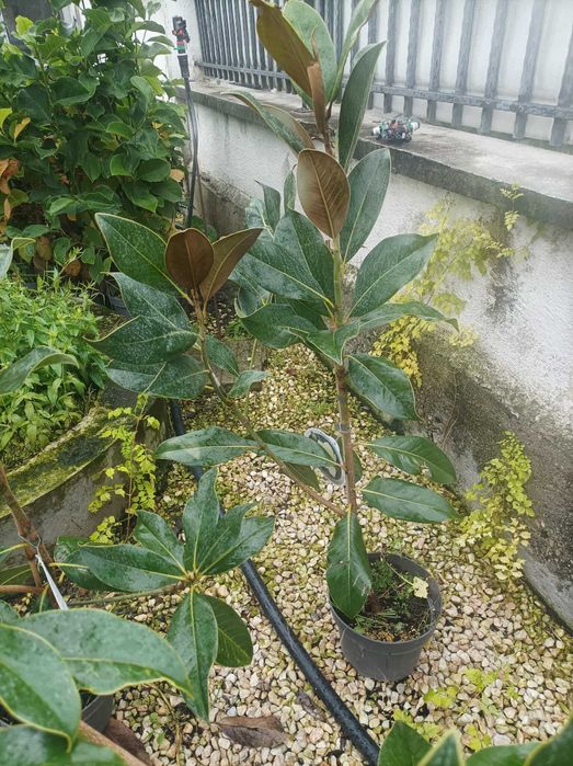 Магнолия Грандифлора - Вечно зелена