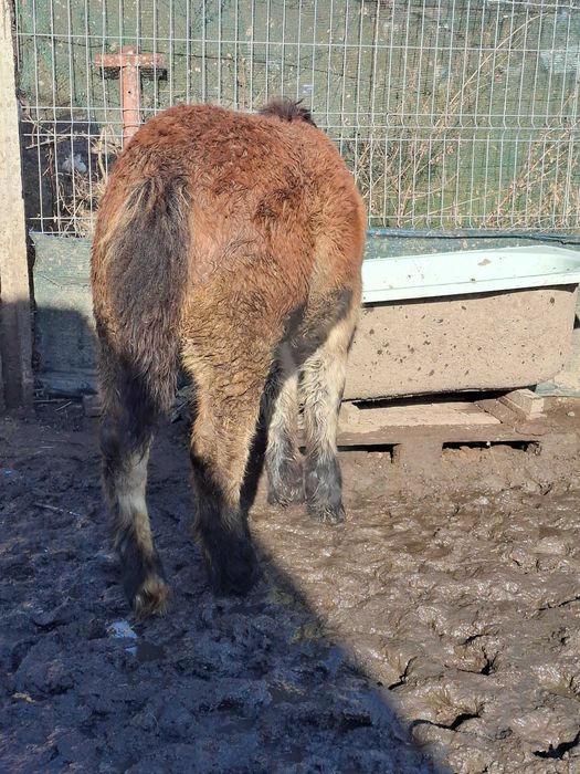 De vanzare manz si manza