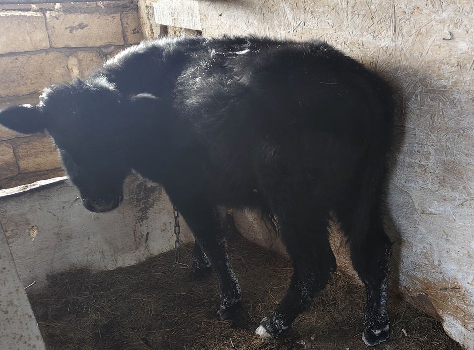 Продам бычка 7 месяцев