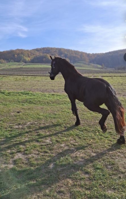 Vând mânză Frizian Royal