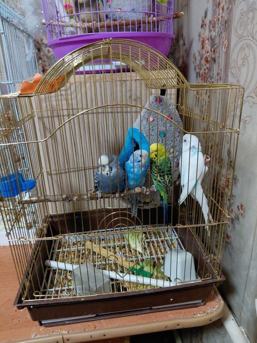 Продам разных попугай