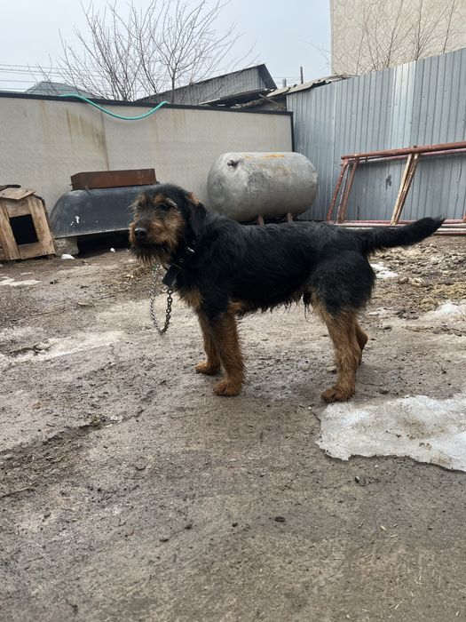 Продам ягдтерьер