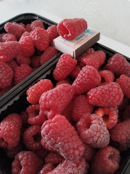 Малина сорт ПШЕХИБА крупный сорт