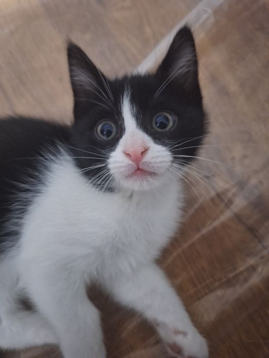 ПОДАРЯВАМ котенца