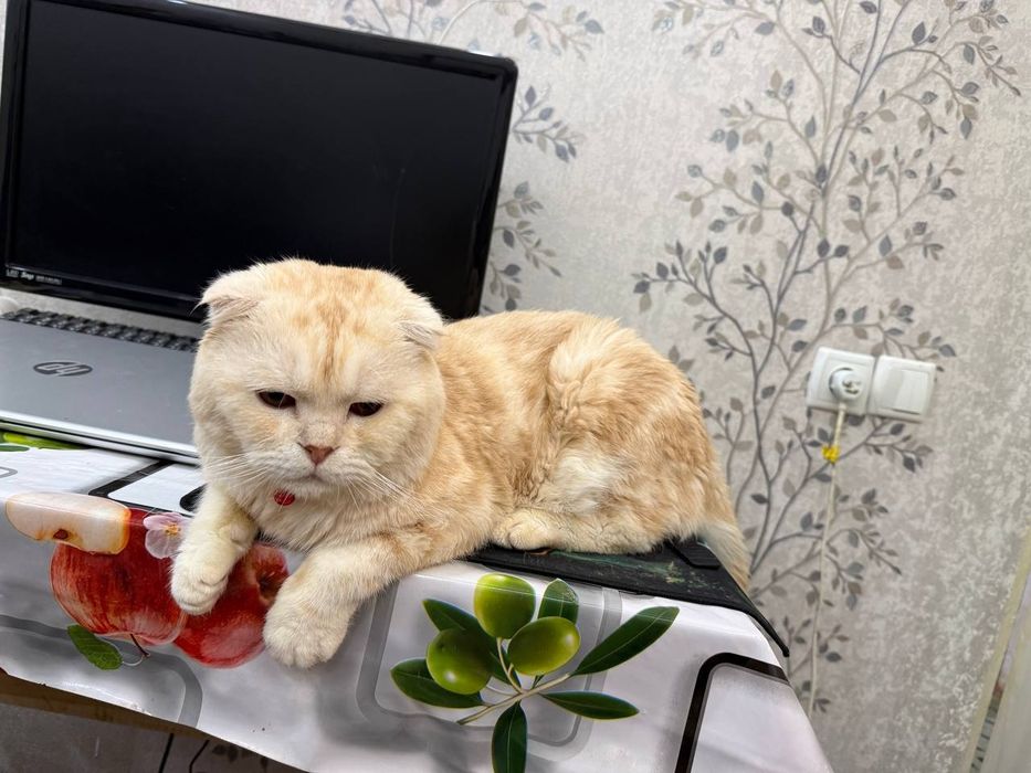 Вязка британский фолд