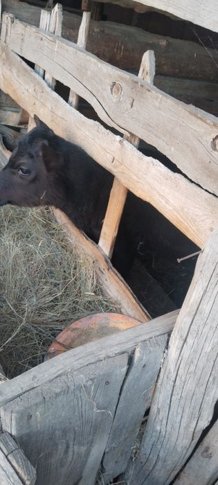 Продам.    Телочку