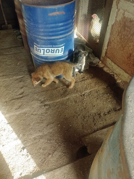 Отдам щенков дворняги.