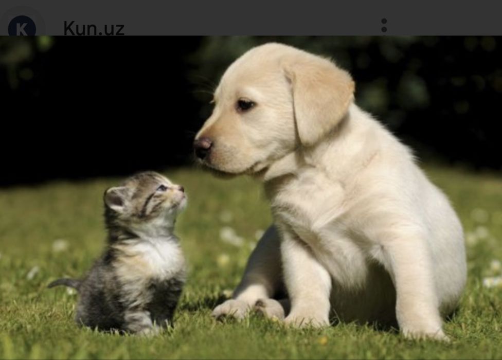 Veterinariya xizmati it va mushuklar uchun