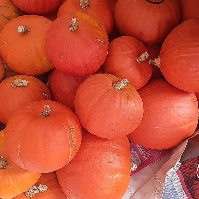 Продам тыкву -тыкву.