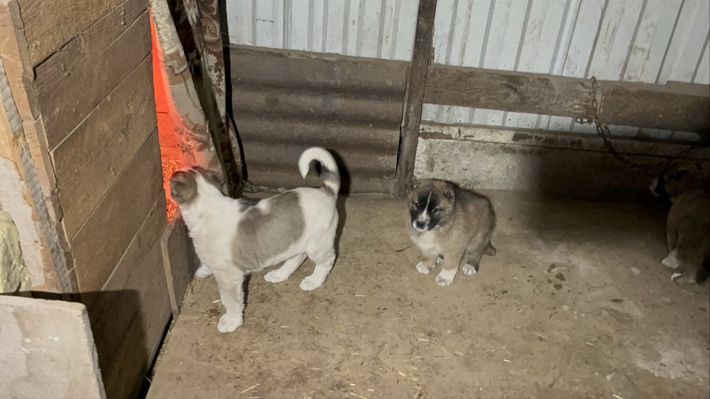 Продам  щенков Сао