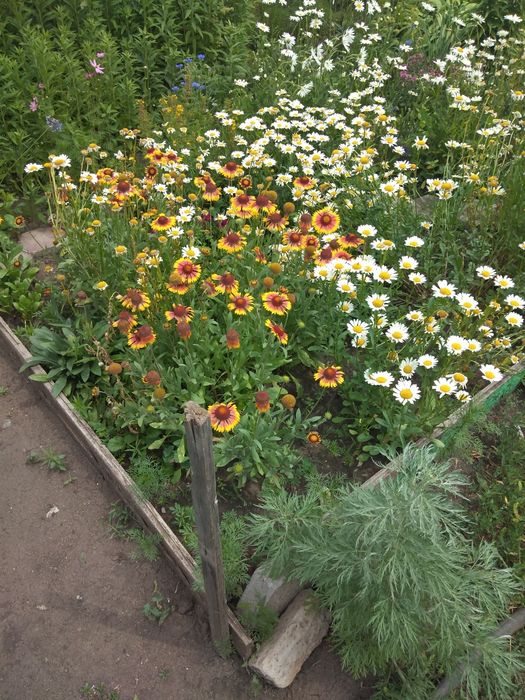 Цветы многолетние корневищем 500тенге