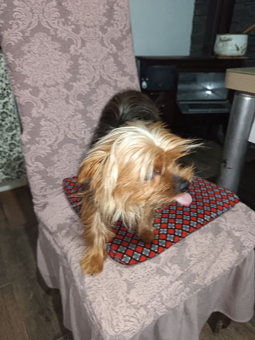 Vând câine de rasa