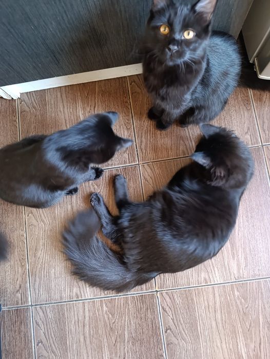 Отдам котят подростков.