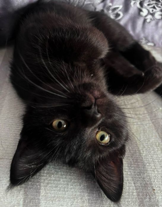 Котенок - девочка