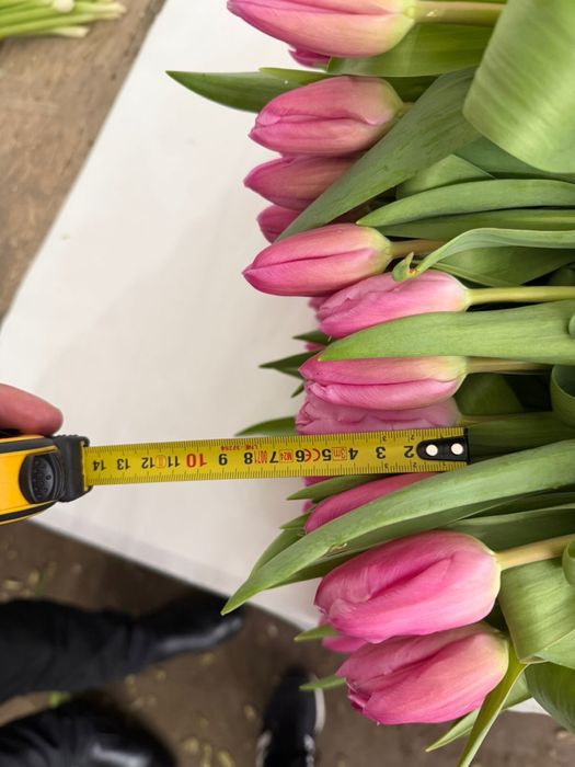 Тюльпаны оптом и в розницу