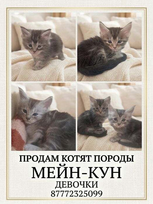 Продам котят породы Мейн-кун