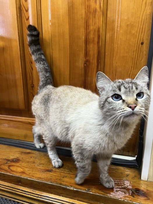 Отдам Кота в Добрые Руки