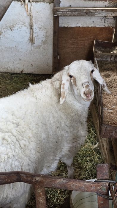 Семіз Тоқты сатылады