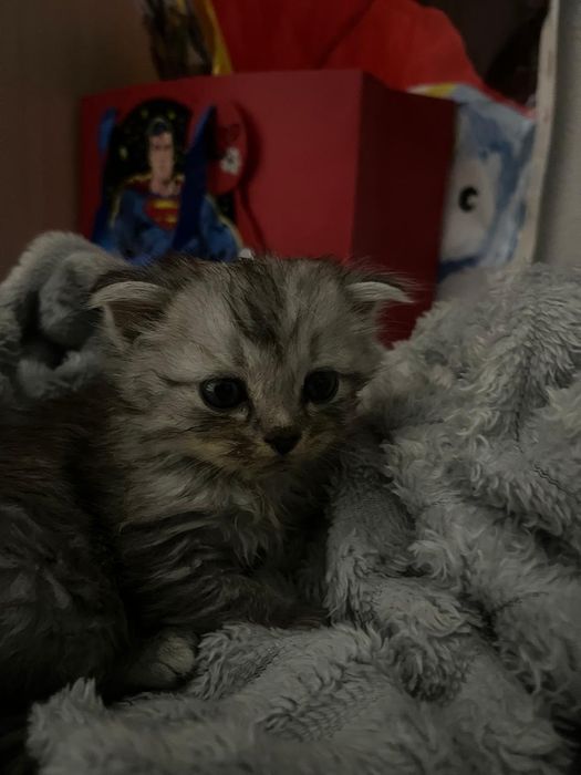 Котенок  два месяца