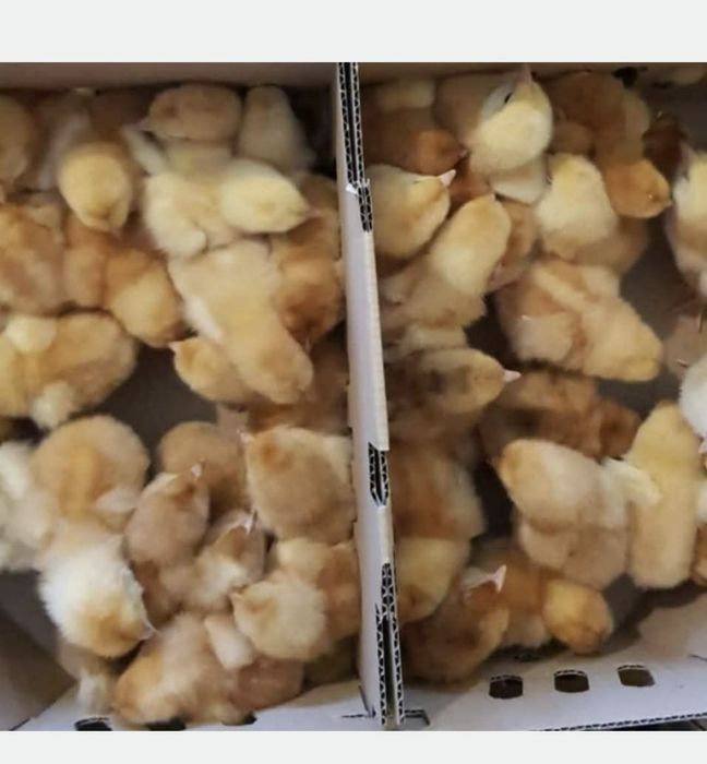 Pui de o zi rasa mixtă și alb de carne