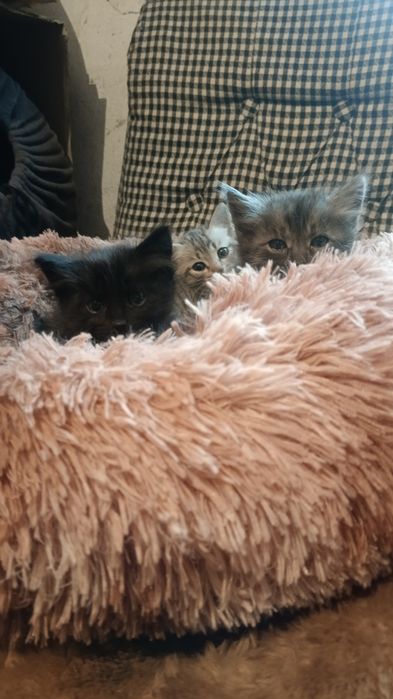Отдам котят. Бесплатно