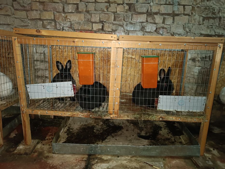 Продается кролики 12шт со клетками ОПТОМ