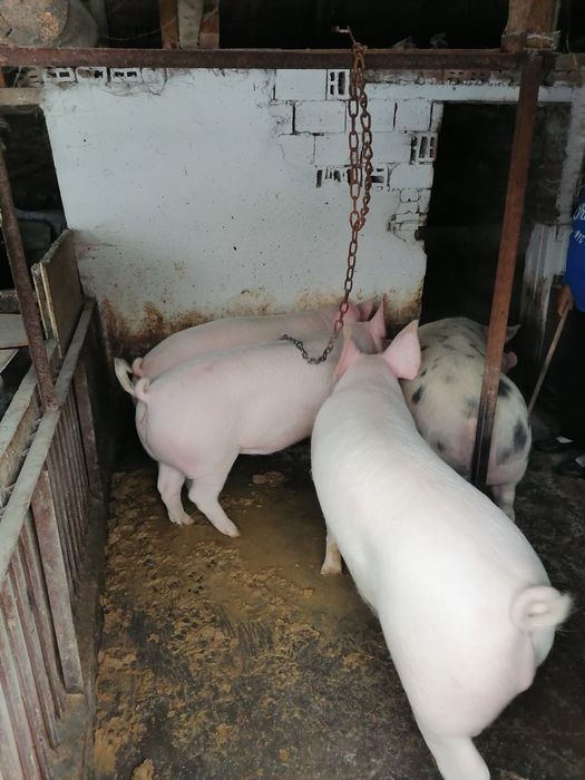 Продавам угоени прасета