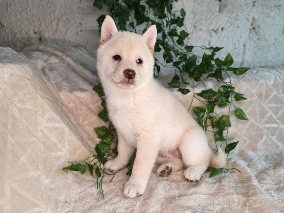 shiba • Anunturi gratuite • OLX.ro