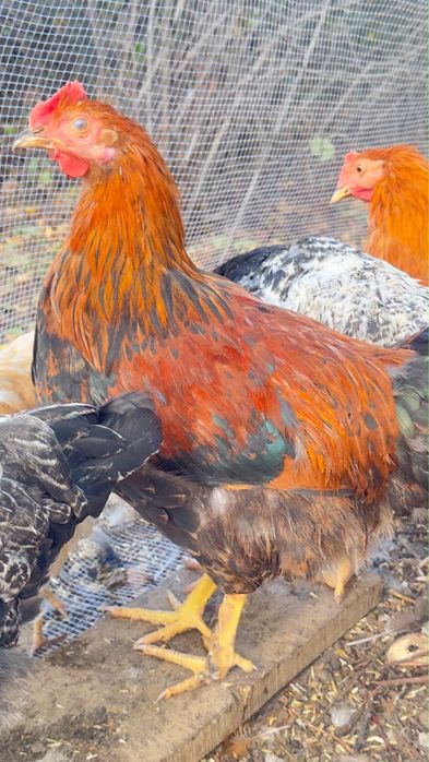 Продам курей Брамы