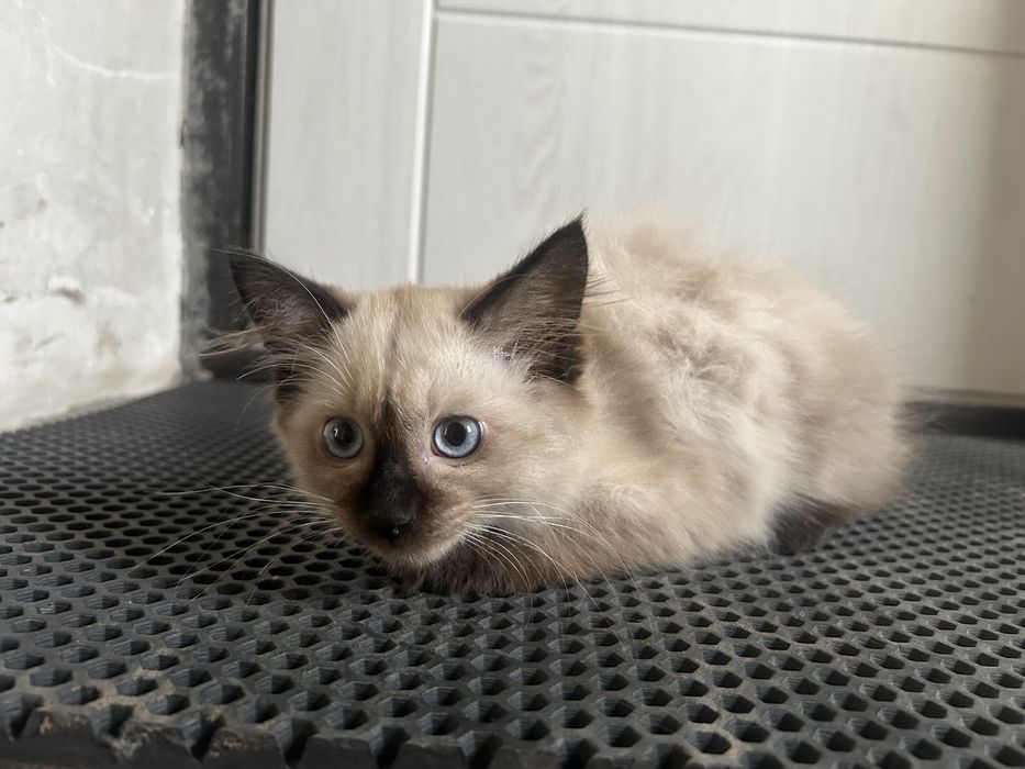 Котенок ищет дом