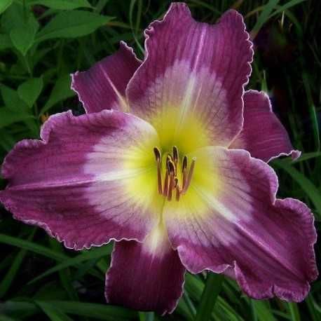 Hemerocallis crin de o zi Hosta crin de toamna