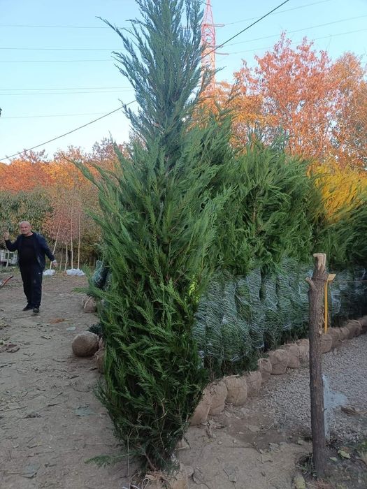 Leylandii (Thuja) – soluția perfectă pentru intimitate și verdeață