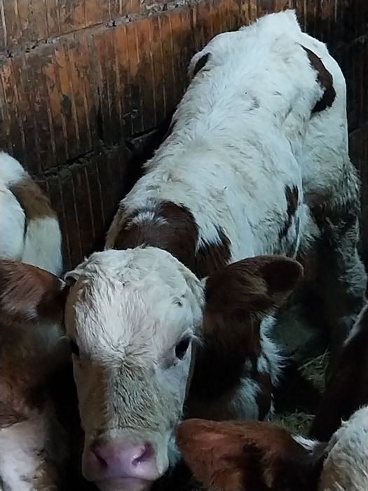 Vând taurasi belga și baltat