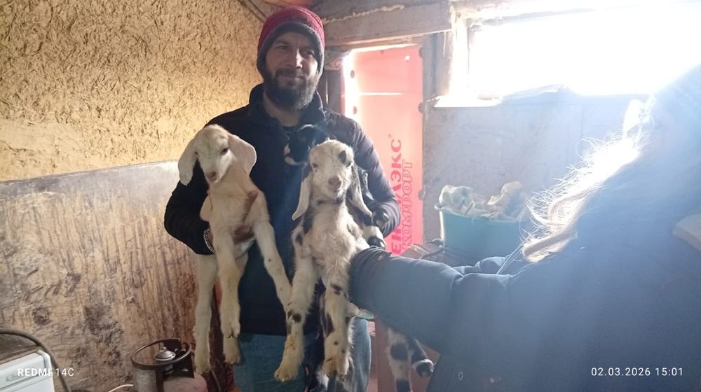 Англонубийцы 75. Отличные будущие производители