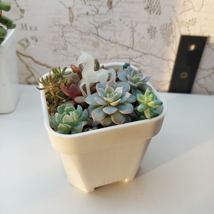 Композиция цветов суккуленты