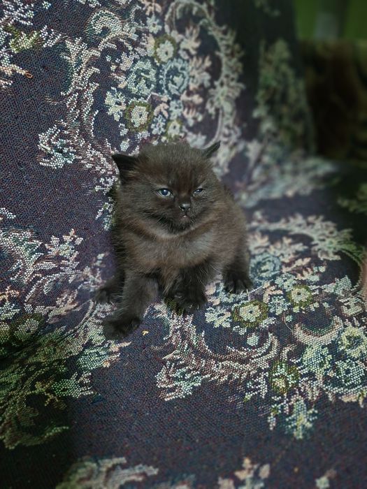 Котята шотландской вислаухой
