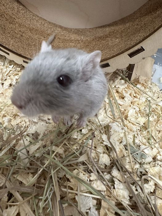 Продам песчанку со всеми принадлежностями