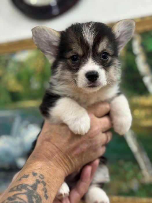 Шикарные малыши вель корги