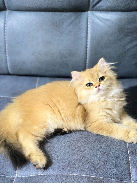 Золотистий шиншила хейлинд