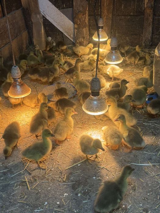 Продавам малки гъсета