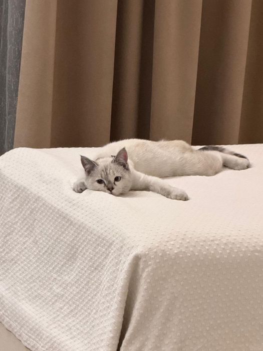 Отдам  шотланскую кошку